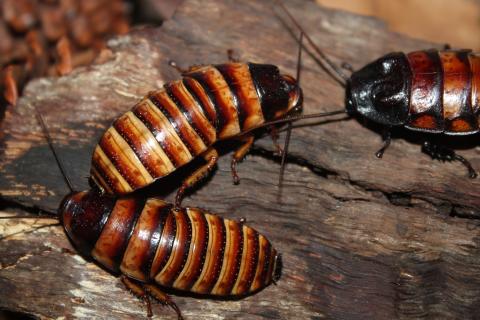 Cockroaches. The Dutch for "cockroaches" is "kakkerlakken". Cockroaches. The Dutch for "cockroaches" is "kakkerlakken".