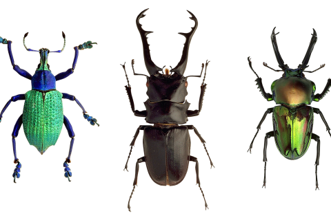 Beetles. The Dutch for "beetles" is "torren". Beetles. The Dutch for "beetles" is "torren".
