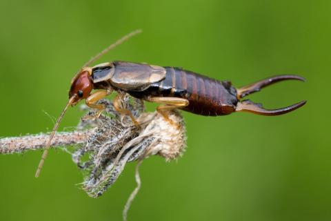 Earwig. The Dutch for "earwig" is "oorwurm". Earwig. The Dutch for "earwig" is "oorwurm".