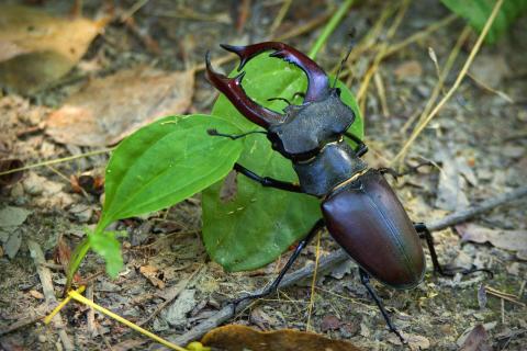 Beetle. The Dutch for "beetle" is "tor". Beetle. The Dutch for "beetle" is "tor".