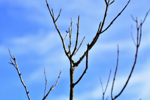 Twig. The Dutch for "twig" is "twijg". Twig. The Dutch for "twig" is "twijg".