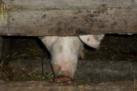 Pigsty. The Dutch for "pigsty" is "varkenshok". Pigsty. The Dutch for "pigsty" is "varkenshok".
