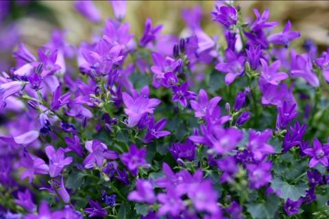 Mauve. The Dutch for "mauve" is "mauve". Mauve. The Dutch for "mauve" is "mauve".