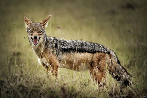 Jackal. The Dutch for "jackal" is "jakhals". Jackal. The Dutch for "jackal" is "jakhals".