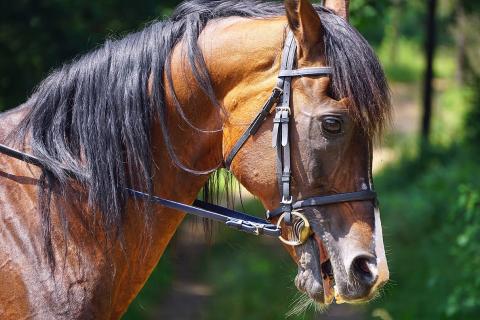 Reins. The Dutch for "reins" is "teugels". Reins. The Dutch for "reins" is "teugels".