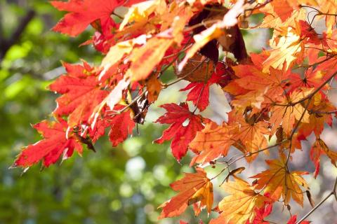 Maple. The Dutch for "maple" is "esdoorn". Maple. The Dutch for "maple" is "esdoorn".