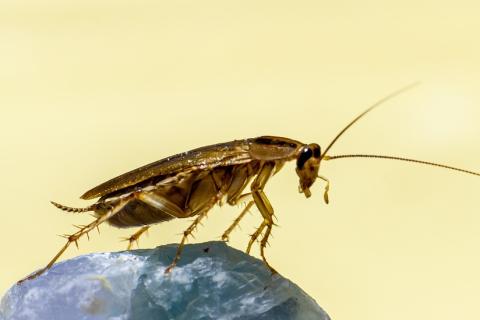Cockroach. The Dutch for "cockroach" is "kakkerlak". Cockroach. The Dutch for "cockroach" is "kakkerlak".