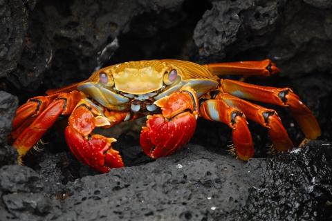 Crab. The Dutch for "crab" is "krab". Crab. The Dutch for "crab" is "krab".
