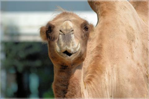 Camel. The French for "camel" is "chameau". Camel. The French for "camel" is "chameau".