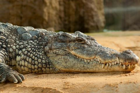 Crocodile. The French for "crocodile" is "crocodile". Crocodile. The French for "crocodile" is "crocodile".