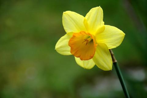 Daffodil. The French for "daffodil" is "jonquille". Daffodil. The French for "daffodil" is "jonquille".