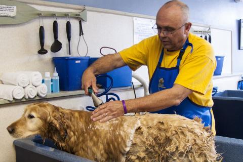He’s grooming the dog. The French for "he’s grooming the dog" is "il toilette le chien". He’s grooming the dog. The French for "he’s grooming the dog" is "il toilette le chien".