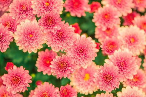 Flowers. The French for "flowers" is "fleurs". Flowers. The French for "flowers" is "fleurs".