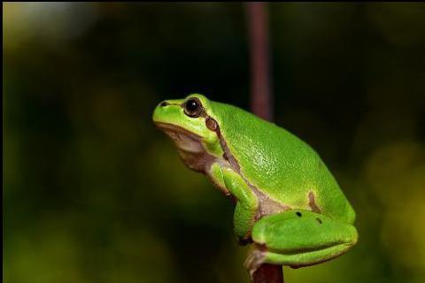 Frog. The French for "frog" is "grenouille".