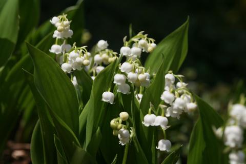 Some lily of the valley. The French for "some lily of the valley" is "du muguet". Some lily of the valley. The French for "some lily of the valley" is "du muguet".