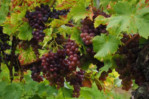 Some black grapes. The French for "some black grapes" is "des raisins noirs". Some black grapes. The French for "some black grapes" is "des raisins noirs".
