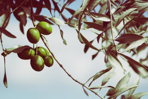 An olive. The French for "an olive" is "une olive". An olive. The French for "an olive" is "une olive".