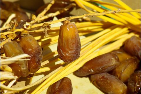 A date (fruit). The French for "a date (fruit)" is "une datte". A date (fruit). The French for "a date (fruit)" is "une datte".