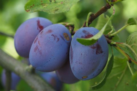A plum. The French for "a plum" is "une prune".