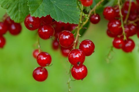The redcurrant. The French for "the redcurrant" is "la groseille". The redcurrant. The French for "the redcurrant" is "la groseille".