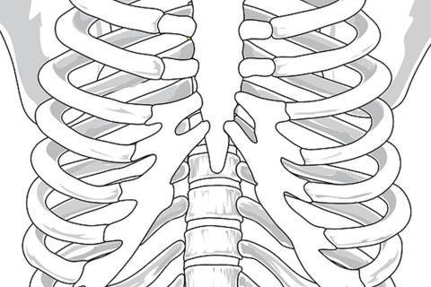 Rib. The French for "rib" is "côte". Rib. The French for "rib" is "côte".