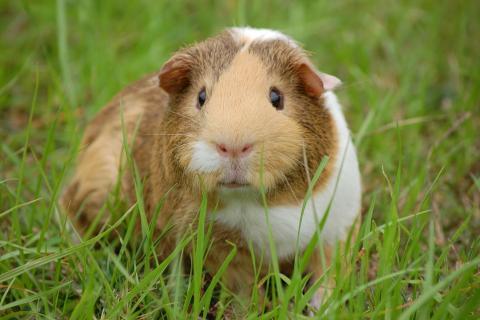Guinea pig (used for experiments). The French for "guinea pig (used for experiments)" is "cobaye". Guinea pig (used for experiments). The French for "guinea pig (used for experiments)" is "cobaye".