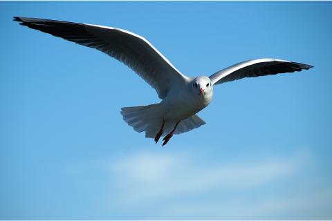 To fly. The French for "to fly" is "voler". To fly. The French for "to fly" is "voler".