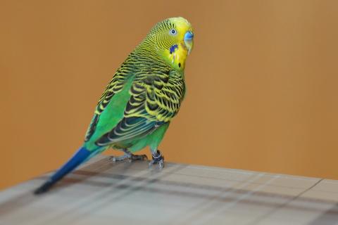 Budgerigar; budgie. The French for "budgerigar; budgie" is "perruche". Budgerigar; budgie. The French for "budgerigar; budgie" is "perruche".