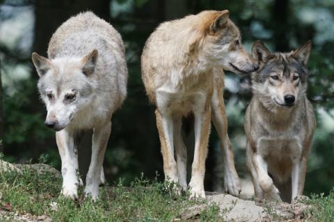 Wolves. The French for "wolves" is "loups". Wolves. The French for "wolves" is "loups".
