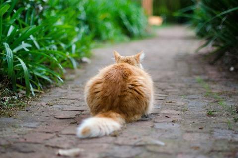 The tail. The French for "the tail" is "la queue". The tail. The French for "the tail" is "la queue".