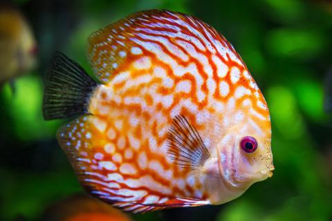 The fish. The French for "the fish" is "les poissons".