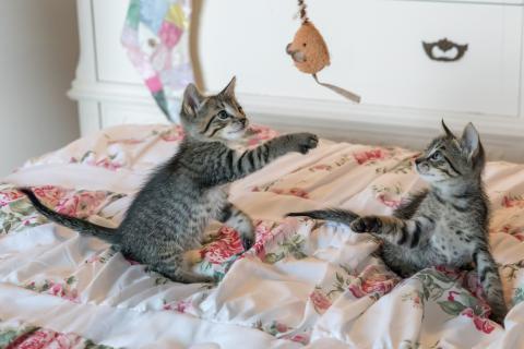 Kittens. The French for "kittens" is "chatons". Kittens. The French for "kittens" is "chatons".