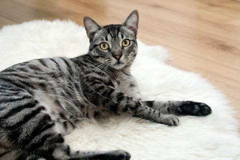 The cat. The French for "the cat" is "le chat". The cat. The French for "the cat" is "le chat".