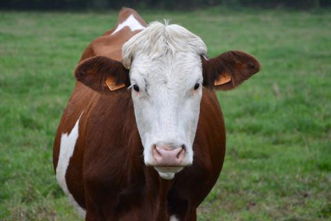 Heifer. The French for "heifer" is "génisse".