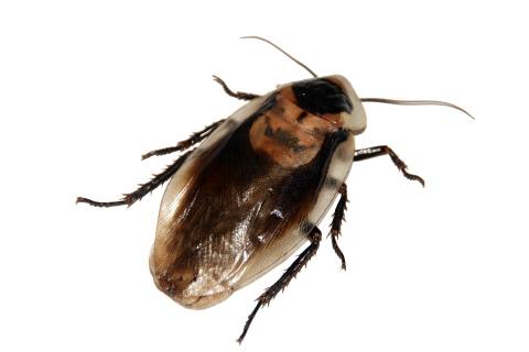 Cockroach. The French for "cockroach" is "cafard". Cockroach. The French for "cockroach" is "cafard".