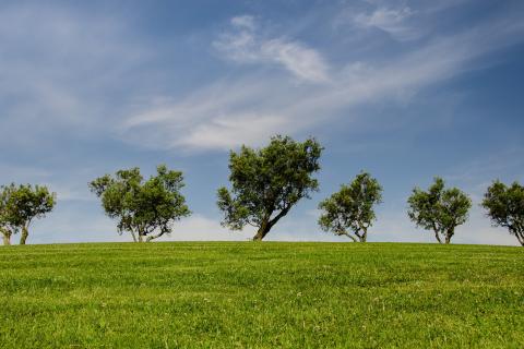 Trees. The French for "trees" is "arbres".