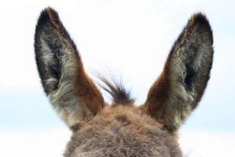 The ears. The French for "the ears" is "les oreilles". The ears. The French for "the ears" is "les oreilles".