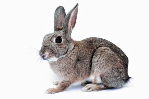 Rabbit. The French for "rabbit" is "lapin". Rabbit. The French for "rabbit" is "lapin".