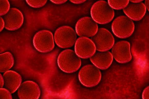 The blood. The French for "the blood" is "le sang".