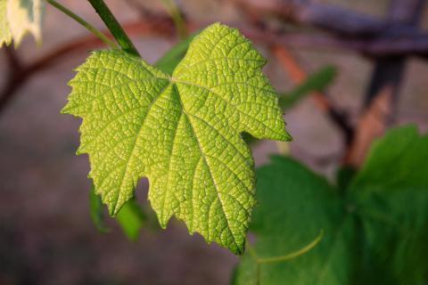Leaf. The French for "leaf" is "feuille". Leaf. The French for "leaf" is "feuille".
