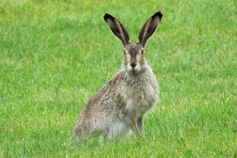 Hare. The French for "hare" is "lièvre". Hare. The French for "hare" is "lièvre".