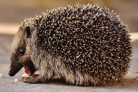 Hedgehog. The French for "hedgehog" is "hérisson". Hedgehog. The French for "hedgehog" is "hérisson".