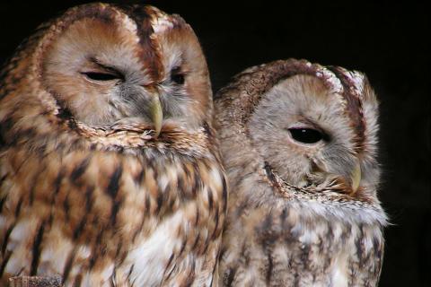 Owls. The French for "owls" is "hiboux". Owls. The French for "owls" is "hiboux".