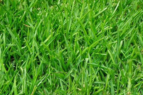 Grass. The French for "grass" is "herbe". Grass. The French for "grass" is "herbe".