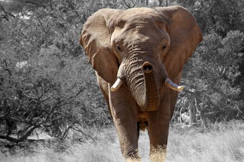 Elephant. The French for "elephant" is "éléphant". Elephant. The French for "elephant" is "éléphant".