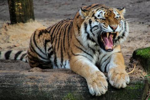 Tiger. The French for "tiger" is "tigre". Tiger. The French for "tiger" is "tigre".