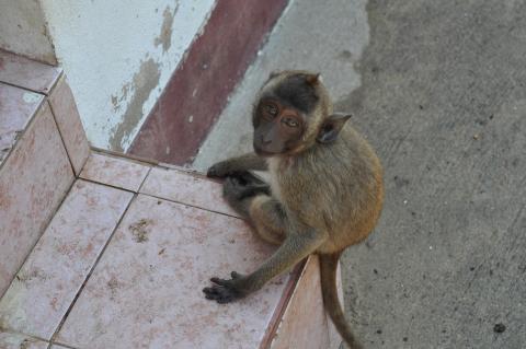 Monkey. The French for "monkey" is "singe". Monkey. The French for "monkey" is "singe".