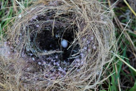 Nest. The French for "nest" is "nid". Nest. The French for "nest" is "nid".