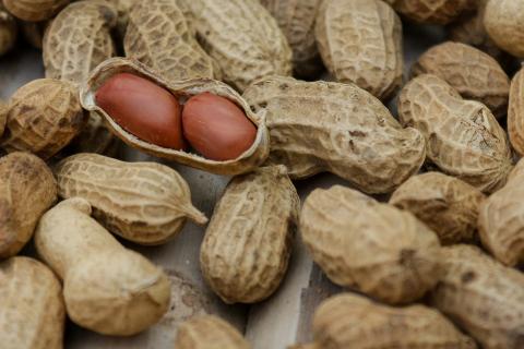 Peanut. The French for "peanut" is "cacahuète". Peanut. The French for "peanut" is "cacahuète".