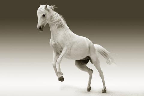A white horse. The French for "a white horse" is "un cheval blanc". A white horse. The French for "a white horse" is "un cheval blanc".